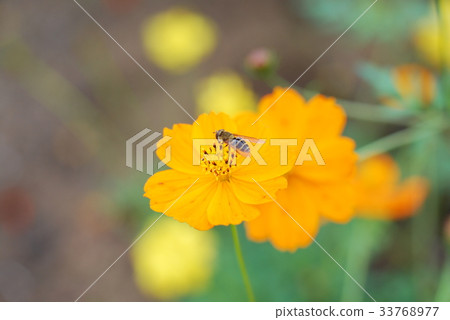 Kivana cosmos and bees Kivana cosmos and bees 33768977