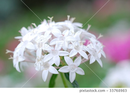 白色的pentas 白色的pentas 33768983