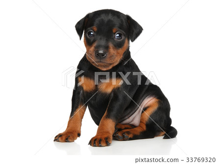 Zwergpinscher puppy on white 33769320