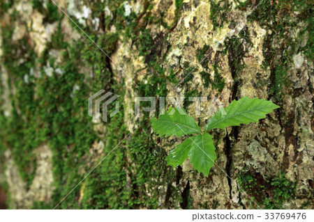 Seedlings of Mizunara healing forest 33769476