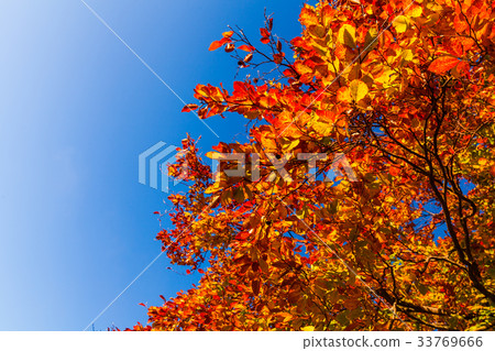 Autumn leaves with the blue sky background 33769666