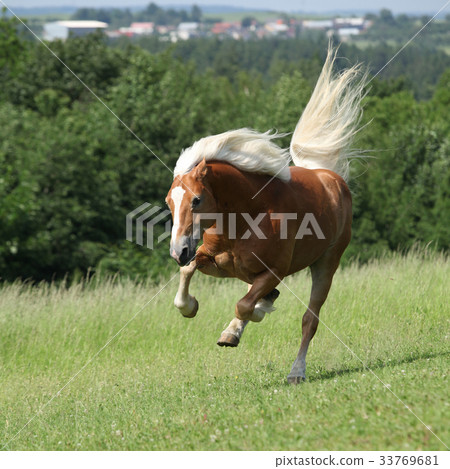Amazing haflinger jumping on pasturage 33769681