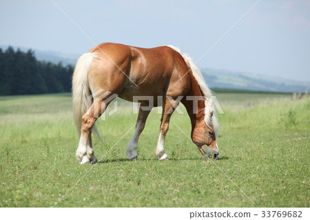 Nice haflinger stallion on pasturage 33769682