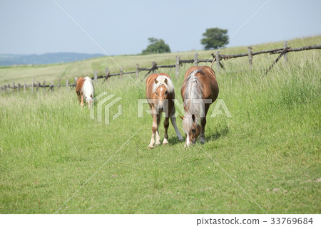 Three haflingers on pasturage 33769684