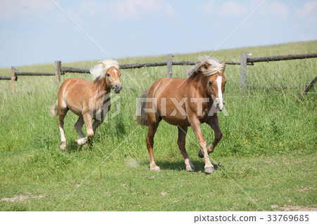 Three haflingers moving Three haflingers moving 33769685