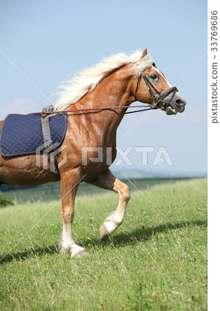 Amazing haflinger stallion in training Amazing haflinger stallion in training 33769686