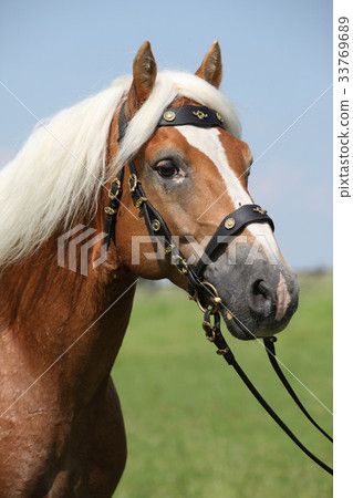 Potrait of beautiful haflinger stallion 33769689