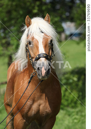 Potrait of beautiful haflinger stallion Potrait of beautiful haflinger stallion 33769690