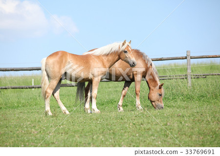 Haflinger mare and foal on pasturage 33769691