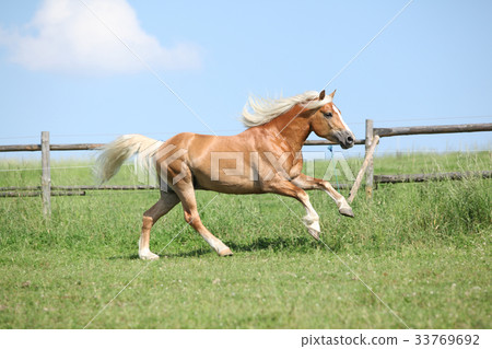 Amazing haflinger running on pasturage Amazing haflinger running on pasturage 33769692
