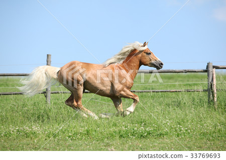 Amazing haflinger running on pasturage Amazing haflinger running on pasturage 33769693