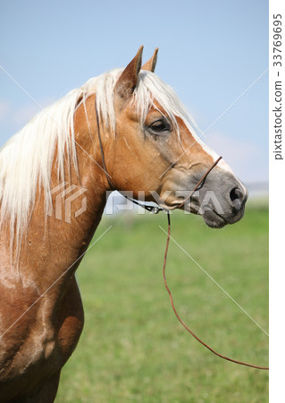 Nice haflinger stallion on pasturage 33769695