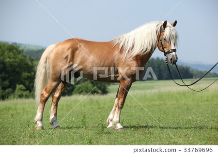 Potrait of beautiful haflinger stallion 33769696
