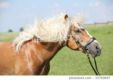 Potrait of beautiful haflinger stallion Potrait of beautiful haflinger stallion 33769697