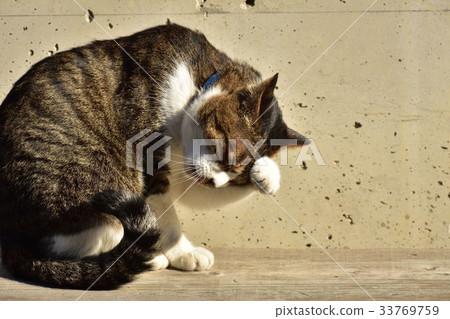 cat  33769759