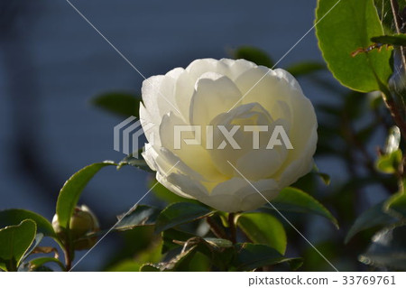 Sasanqua flowers 33769761