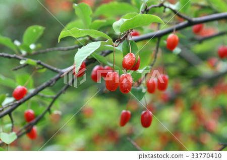 園藝石灰 33770410