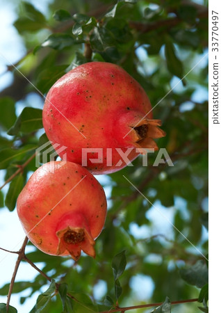 Pomegranate Pomegranate 33770497