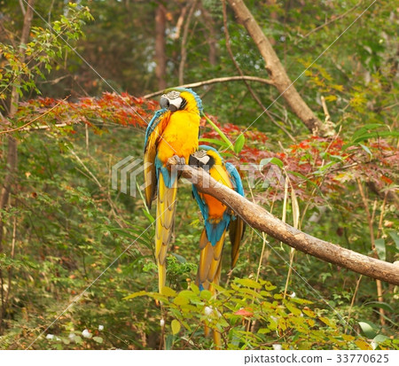 鸚鵡，愛寶樂園，龍仁市，京畿道 33770625