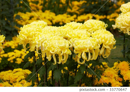 Chrysanthemum 33770647