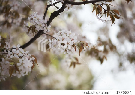 Cherry Blossom 33770824