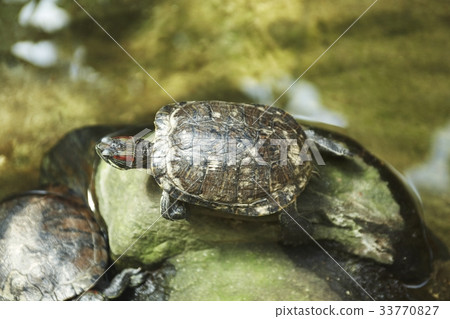 烏龜 33770827