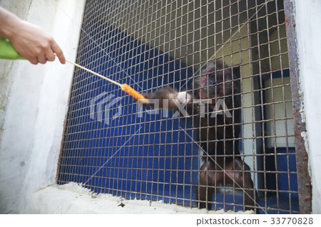 猴子，高陽寺，京畿道 33770828