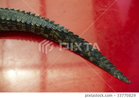 鱷魚 33770829