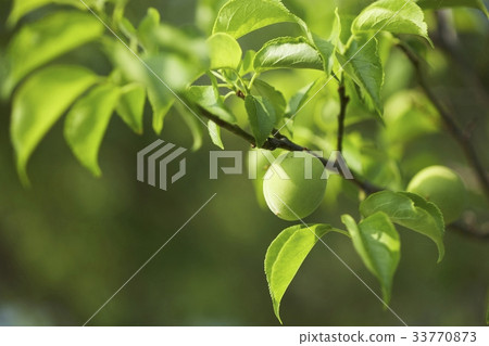 Maesil, Imsil gun, Jeonbuk Maesil, Imsil gun, Jeonbuk 33770873