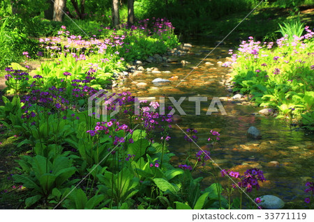 緊抓草 緊抓草 33771119