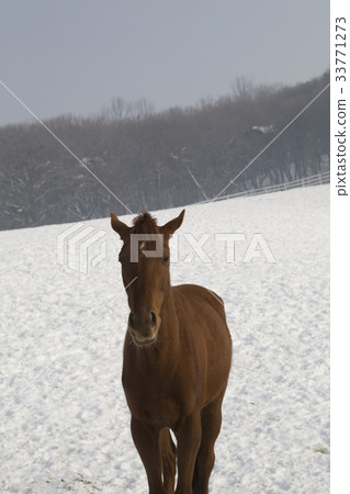 Stallion Ranch, Wangdang, Goyang City, Gyeonggi-do 33771273