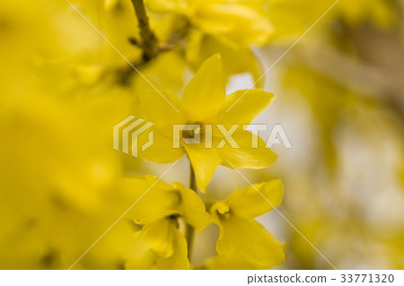 forsythia 33771320