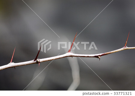 Thorn, jujube 33771321