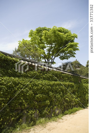 Ivy, Yakcheon-sa, Paju-si, Gyeonggi-do Ivy, Yakcheon-sa, Paju-si, Gyeonggi-do 33771382