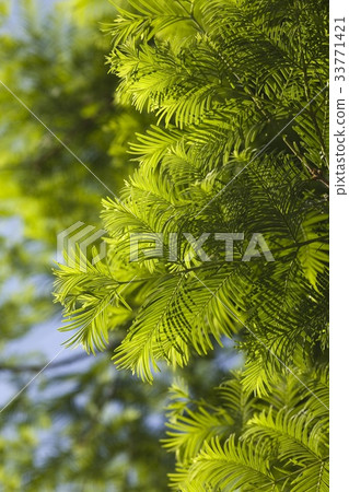 Metasekwayieo 33771421