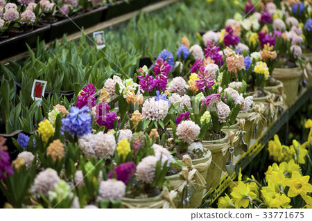 花店，風信子 33771675
