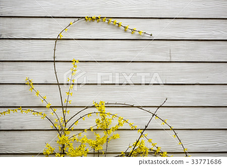forsythia 33771686