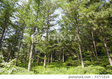 Morning Calm Arboretum, Gapyeong-gun, Gyeonggi-do 33771810