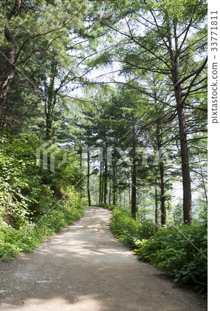 Morning Calm Arboretum, Gapyeong-gun, Gyeonggi-do Morning Calm Arboretum, Gapyeong-gun, Gyeonggi-do 33771811