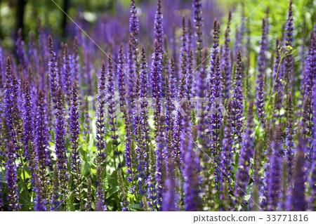 lavender 33771816