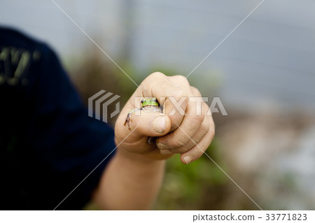 Tree frog, hand 33771823