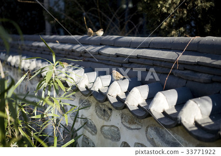 Sparrow, Namsangol Hanok Village, Jung-gu, Seoul 33771922
