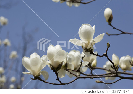 magnolia magnolia 33771985