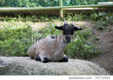 Goat, Yeonghee Brand, Yangju, Gyeonggi-do 33772091