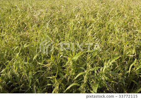 Yulmu, Imsilguk, Jeonbuk 33772115