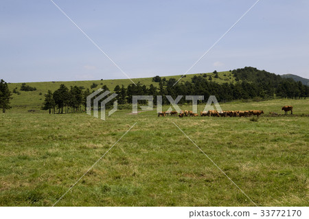 Ranch, Seogwipo City, Jeju Island 33772170