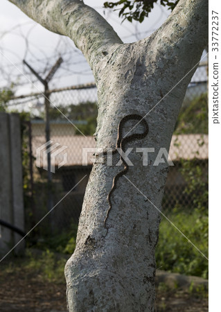 Snake, Jeju Island 33772237