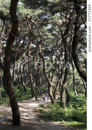 松樹,Seondeok皇家陵墓,慶州,慶北 松樹,Seondeok皇家陵墓,慶州,慶北 33772804