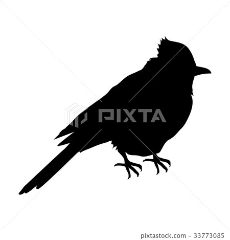 Blue Jay Flat Design Vector Illustration Blue Jay Flat Design Vector Illustration 33773085