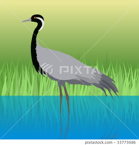 Demoiselle Crane Flat Design Vector Illustration Demoiselle Crane Flat Design Vector Illustration 33773086